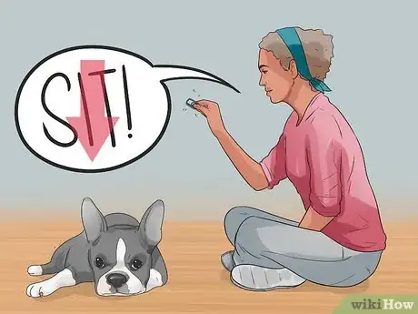 Imagen titulada Train Boston Terriers Step 12