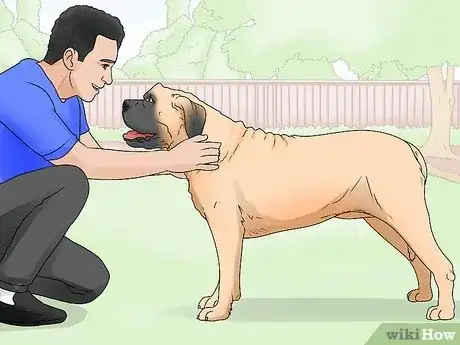 Imagen titulada Identify a Mastiff Step 6