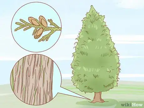 Imagen titulada Identify Cedar Trees Step 15