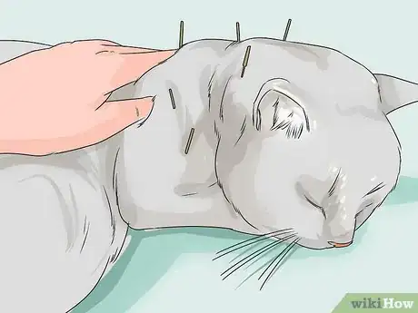 Imagen titulada Treat a Cat with Physical Therapy Step 6