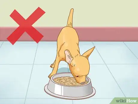 Imagen titulada Care for Your Chihuahua Step 2