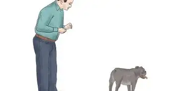 enseñarle a un Bulldog a andar en patineta