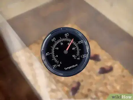 Imagen titulada Breed Hissing Cockroaches Step 7