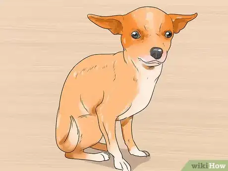 Imagen titulada Care for Your Chihuahua Step 24