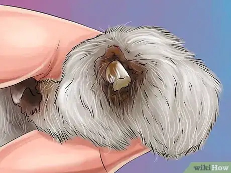 Imagen titulada Diagnose and Treat the Cause of Deformed Cat Nails Step 2