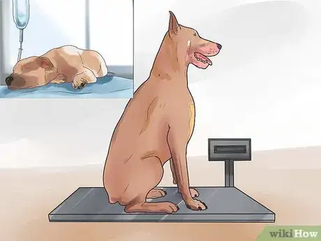 Imagen titulada Nurse a Dog Through Parvo Step 5