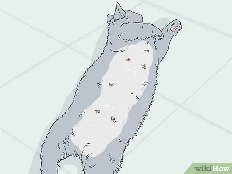 Imagen titulada Diagnose and Treat Benign Tumors in Cats Step 15