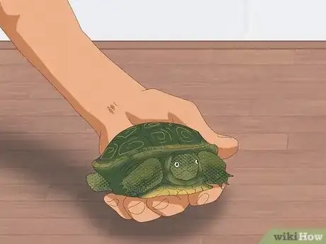 Imagen titulada Pet a Turtle Step 2