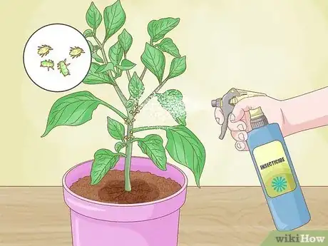 Imagen titulada Grow Bell Peppers Step 17