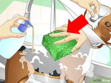 Imagen titulada Heal Ear Infections in Dogs Step 10