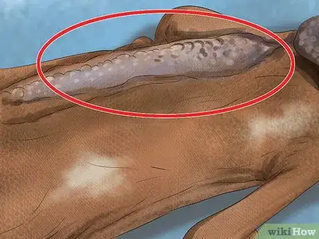 Imagen titulada Treat Reptiles for Vitamin A Deficiency Step 12