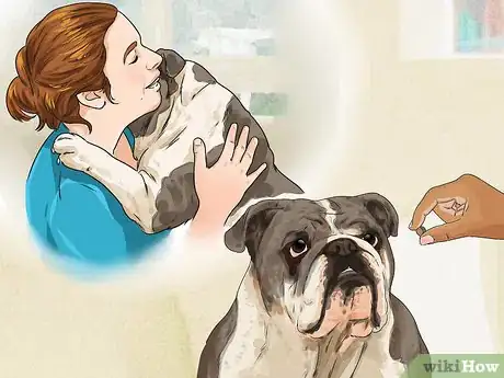 Imagen titulada Clean a Bulldog's Face Folds Step 11