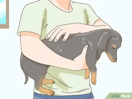 Imagen titulada Hold a Dachshund Properly Step 4