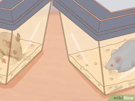 Imagen titulada Catch and Look After Wild Mice Step 14