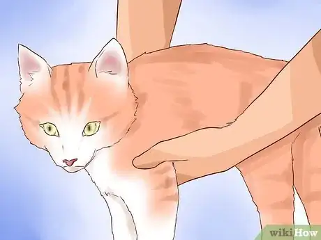 Imagen titulada Pick Up a Cat Step 4
