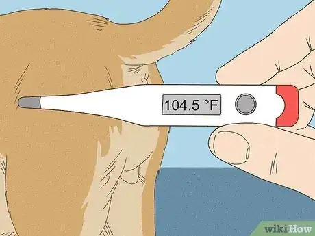 Imagen titulada Know When Your Dog is Sick Step 5