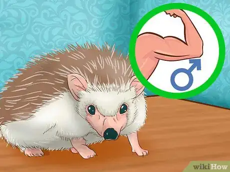 Imagen titulada Breed Hedgehogs Step 3