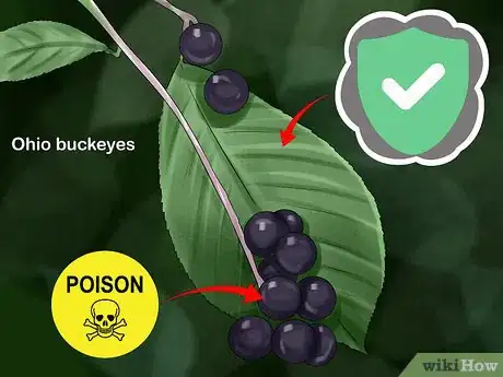 Imagen titulada Identify Trees by Leaves Step 16