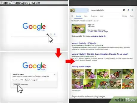 Imagen titulada Identify an Insect Step 10