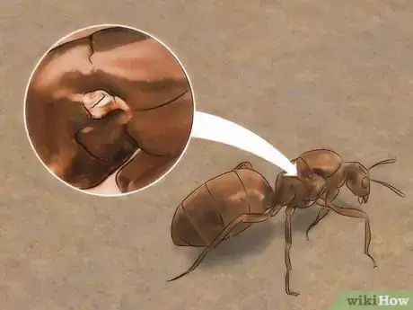 Imagen titulada Identify a Queen Ant Step 3