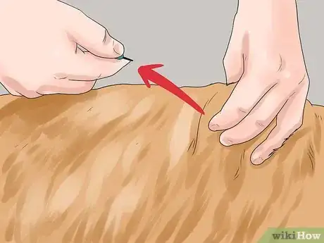 Imagen titulada Nurse a Dog Through Parvo Step 7