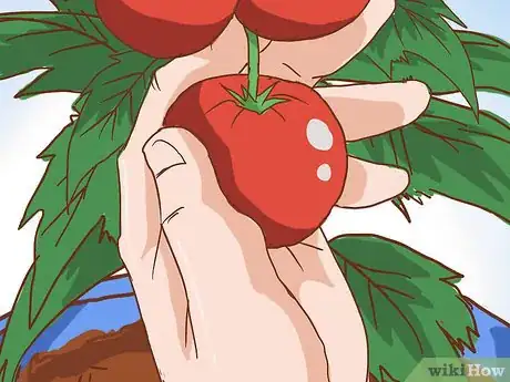 Imagen titulada Grow Tomatoes in Pots Step 23