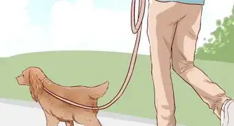 entrenar un Cocker Spaniel