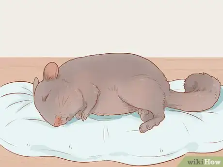 Imagen titulada Spot Signs of Illness in Chinchillas Step 5