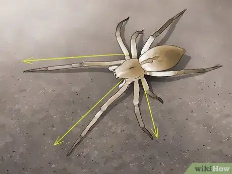 Imagen titulada Identify a Yellow Sac Spider Step 1