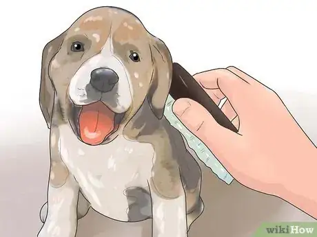 Imagen titulada Take Care of a Beagle Puppy Step 28