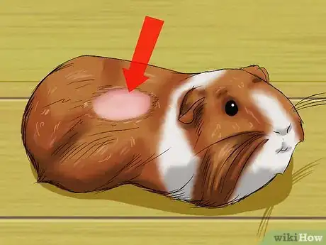 Imagen titulada Know if a Pet Guinea Pig Is Ill Step 6