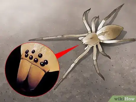 Imagen titulada Identify a Yellow Sac Spider Step 4