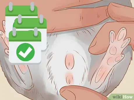 Imagen titulada Spot Signs of Illness in Chinchillas Step 6
