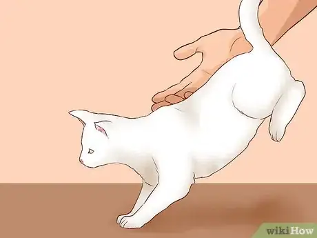 Imagen titulada Pick Up a Cat Step 9