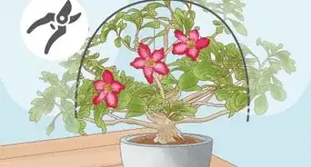 podar rosas del desierto