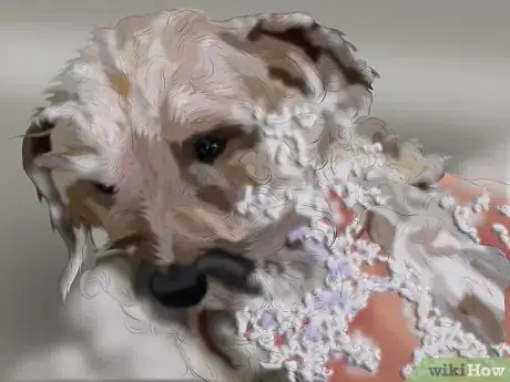 Imagen titulada Care for a Skunk Sprayed Dog Step 5