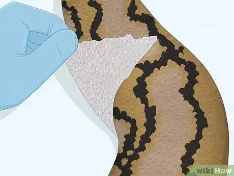 Imagen titulada Care for a Shedding Snake Step 10