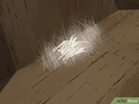 Imagen titulada Identify a Yellow Sac Spider Step 7