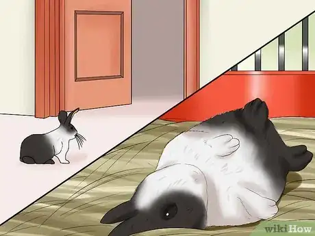 Imagen titulada Care for Dutch Rabbits Step 5