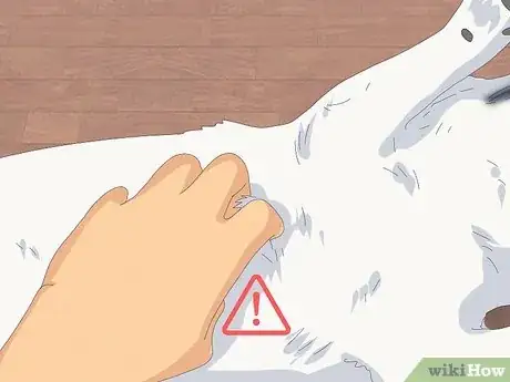 Imagen titulada Pet a Dog Step 13