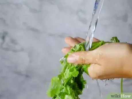 Imagen titulada Dry Cilantro Step 1
