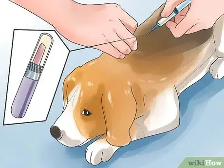 Imagen titulada Take Care of a Beagle Puppy Step 27