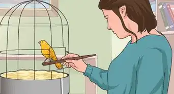 entrenar a tu canario