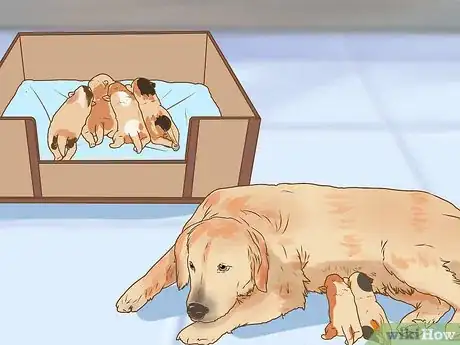 Imagen titulada Whelp and Raise a Premature Puppy Step 7