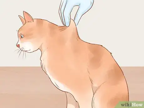Imagen titulada Administer Insulin to a Cat Step 12