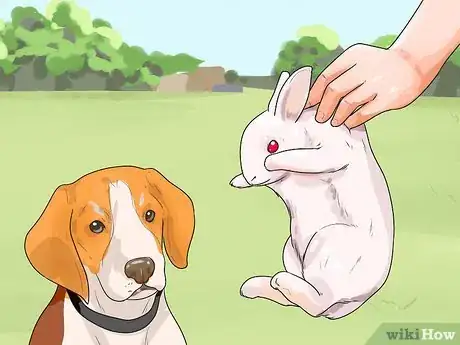 Imagen titulada Train a Dog for Rabbit Hunting Step 9