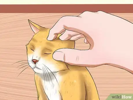 Imagen titulada Care for Indoor Cats Step 13