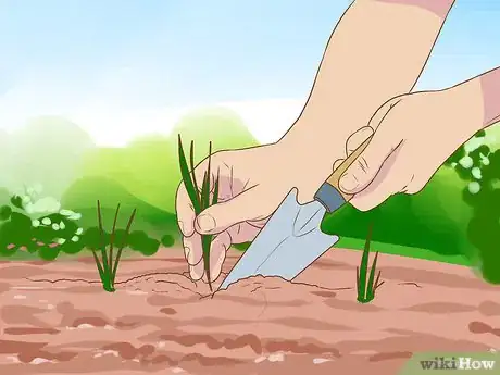 Imagen titulada Grow a Clover Lawn Step 9