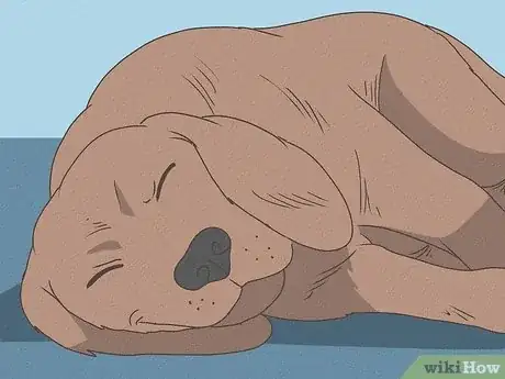 Imagen titulada Know When Your Dog is Sick Step 9