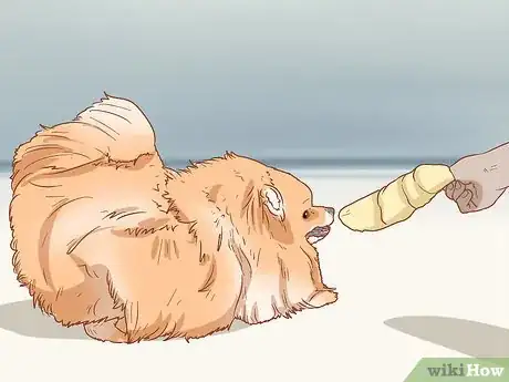 Imagen titulada Take Care of a Pomeranian Step 16